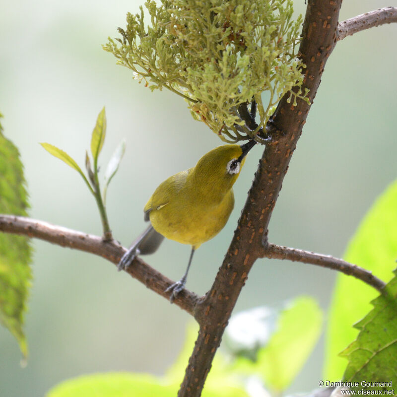 Northern Yellow White-eyeadult, identification, eats