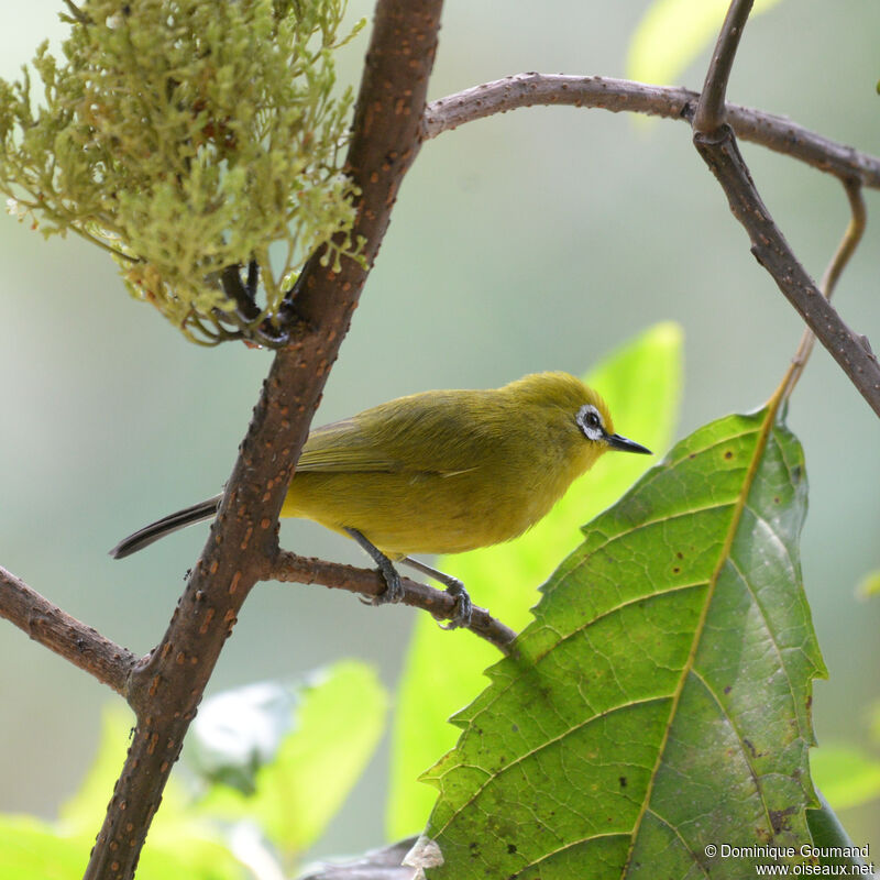 Northern Yellow White-eyeadult, identification