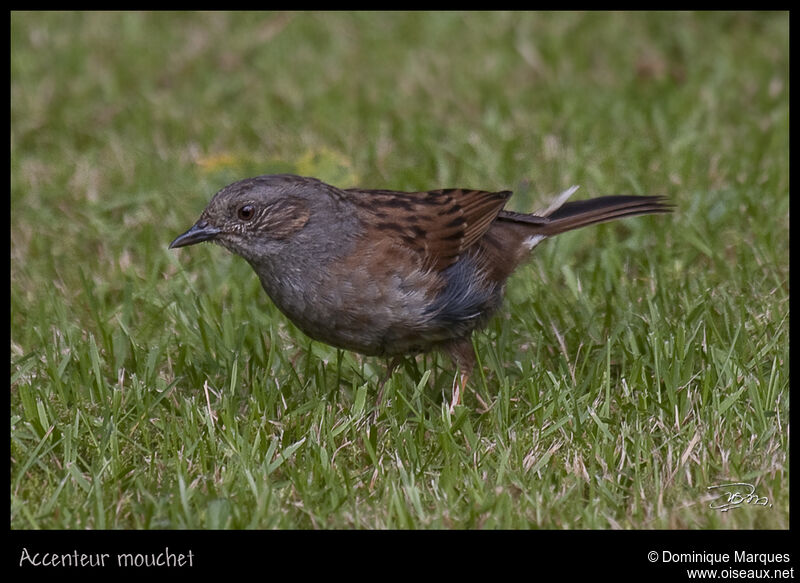 Dunnockadult, identification