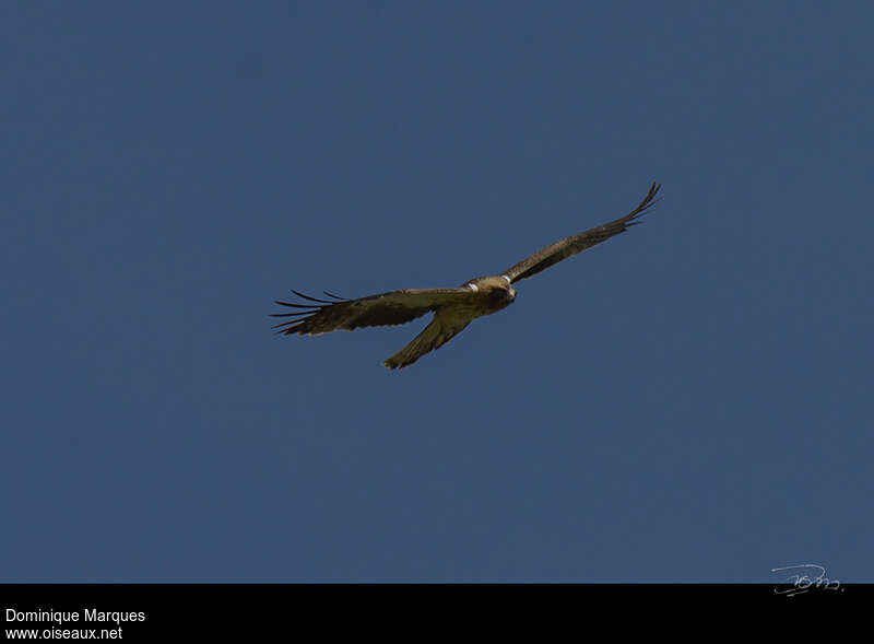 Aigle bottéadulte, identification, Vol