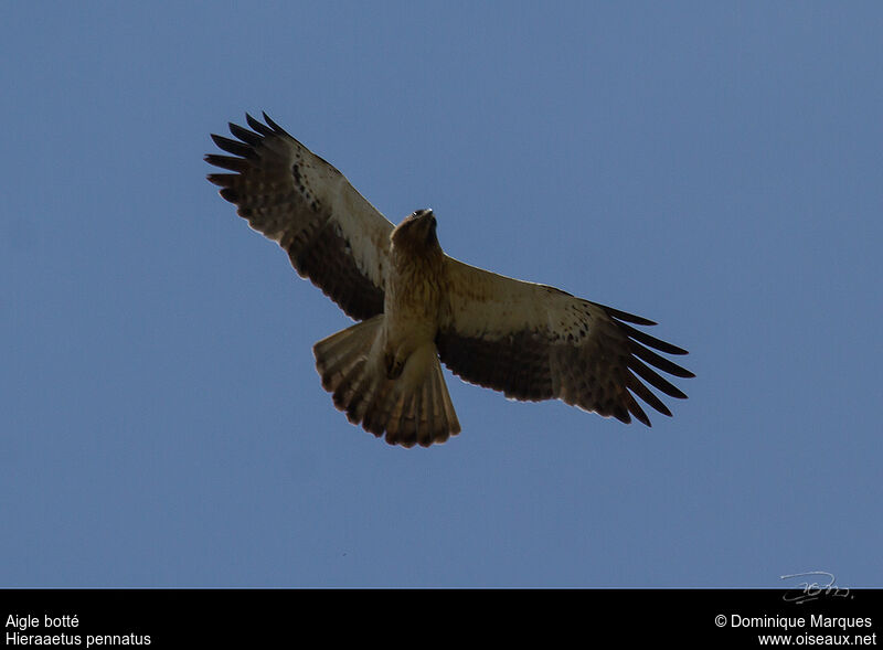 Booted Eagleadult, Flight