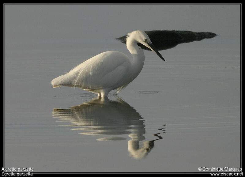 Little Egretadult, identification