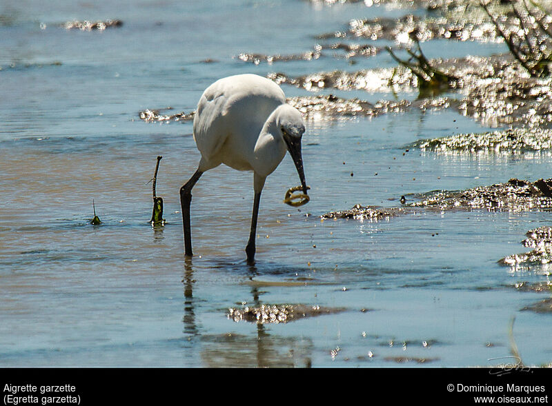 Aigrette garzette, régime