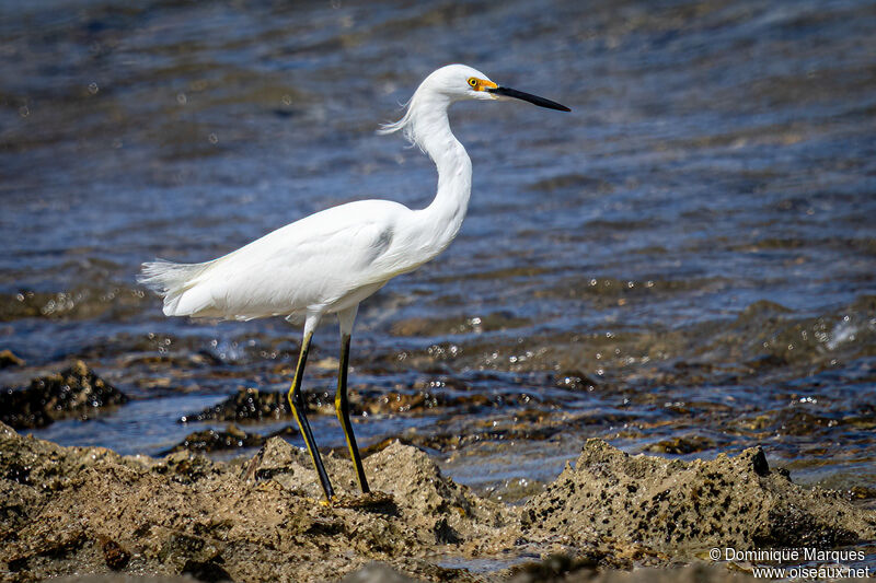 Aigrette neigeuseadulte, identification