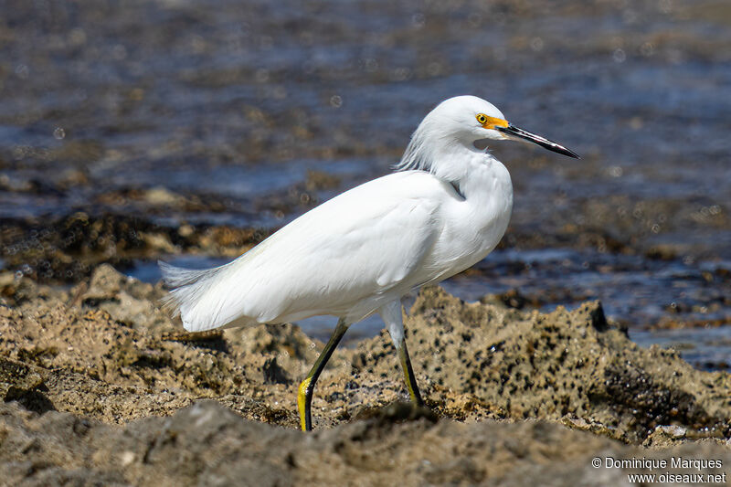 Aigrette neigeuseadulte transition, identification