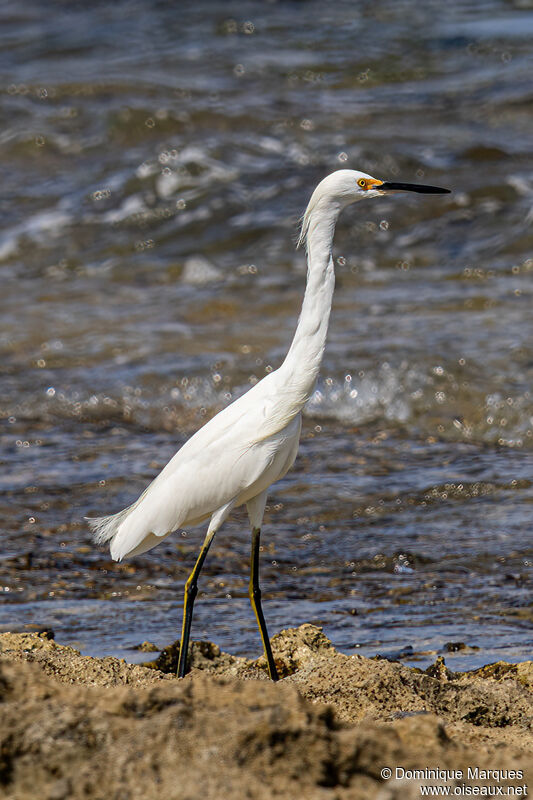 Aigrette neigeuseadulte internuptial