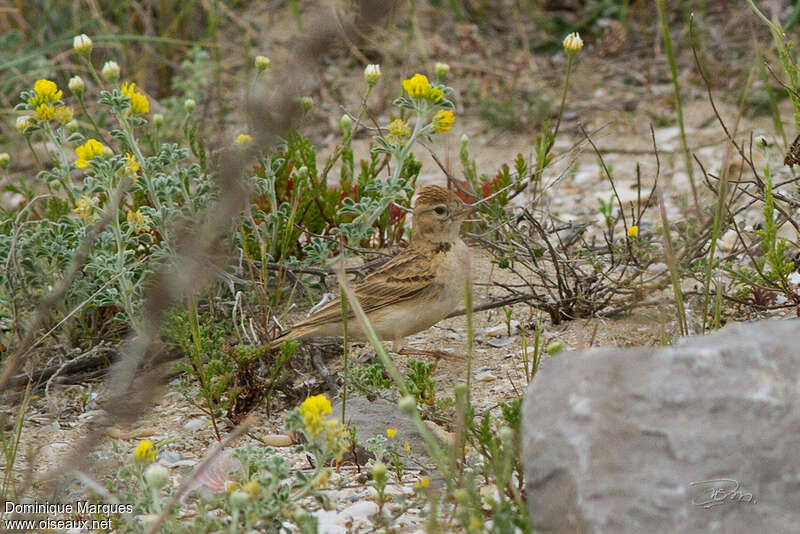 Alouette calandrelle mâle 1ère année, identification, camouflage