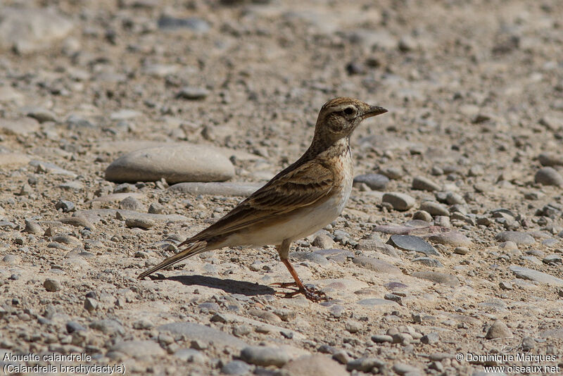 Alouette calandrelleadulte, identification