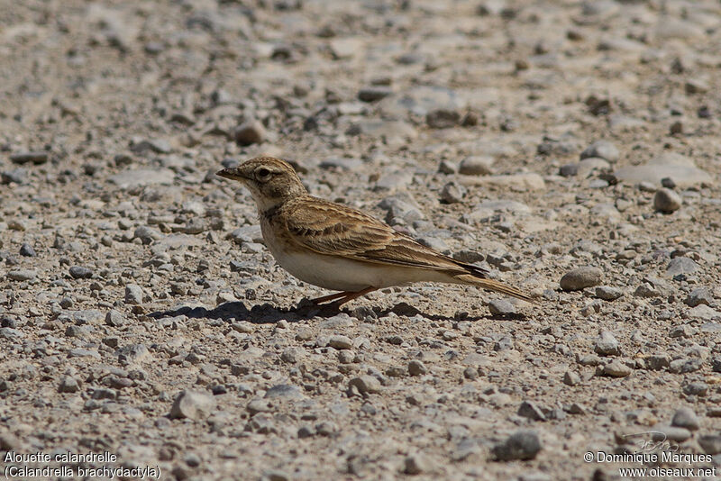 Alouette calandrelleadulte, identification