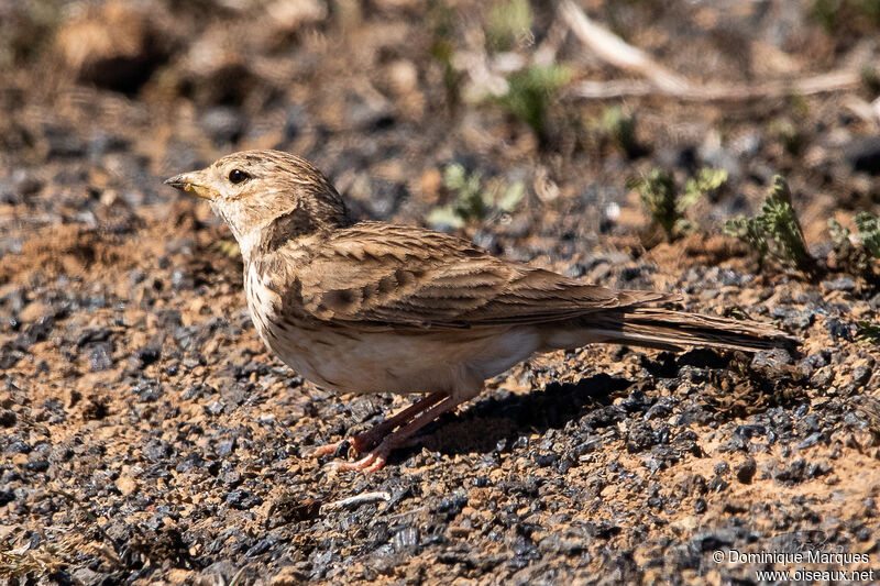 Alouette pispoletteadulte, identification