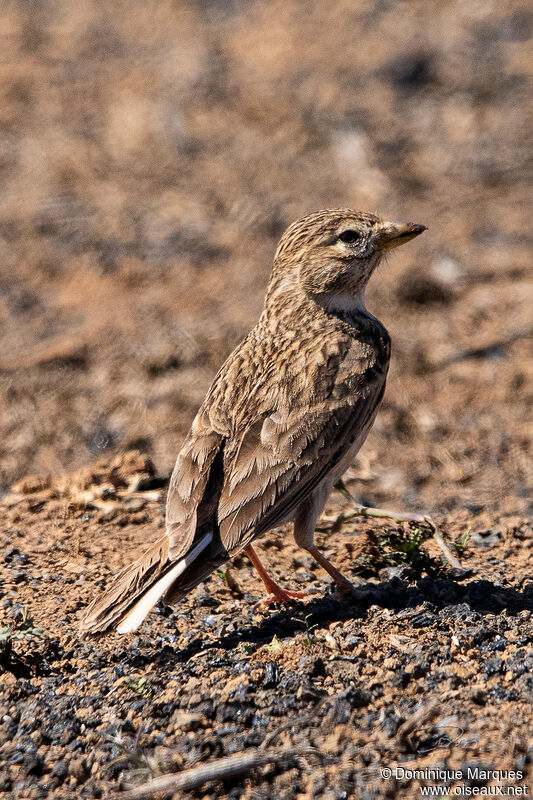 Mediterranean Short-toed Larkadult, identification