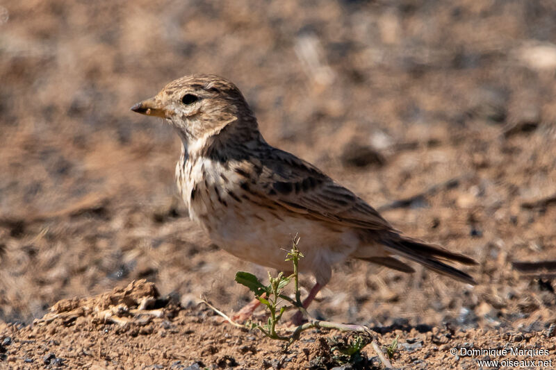 Mediterranean Short-toed Larkadult, identification