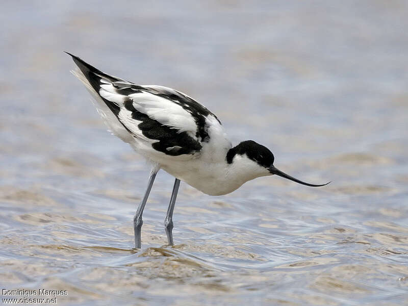 Avocette éléganteadulte, identification