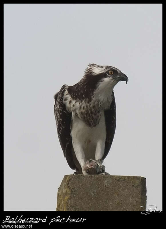 Ospreyjuvenile, Behaviour