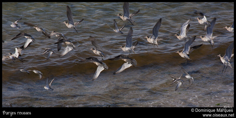 Bar-tailed Godwitadult post breeding, Flight