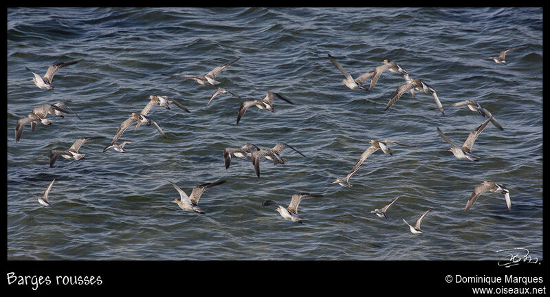 Bar-tailed Godwitadult post breeding, Flight