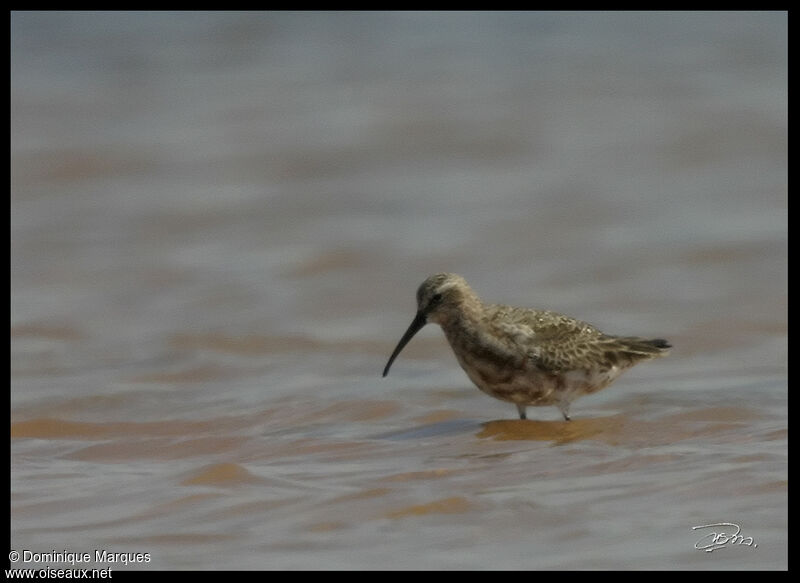 Curlew Sandpiperadult breeding, identification