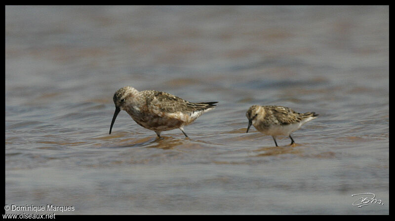 Curlew Sandpiperadult breeding, identification