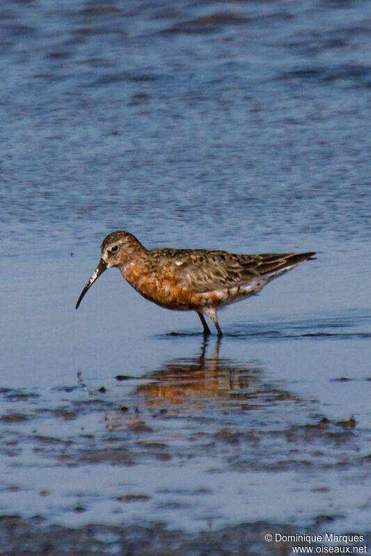 Bécasseau cocorliadulte nuptial, identification