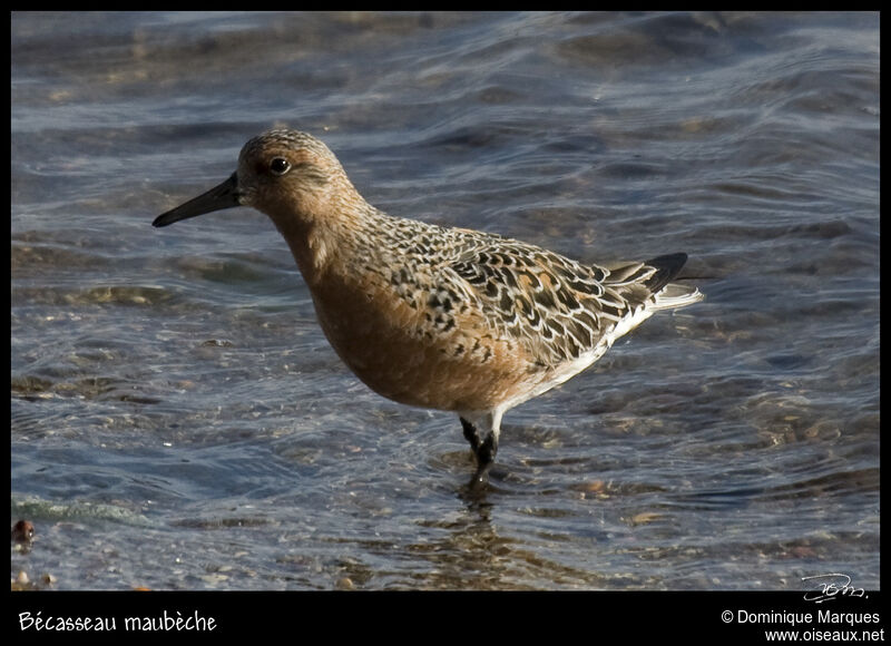 Bécasseau maubècheadulte, identification