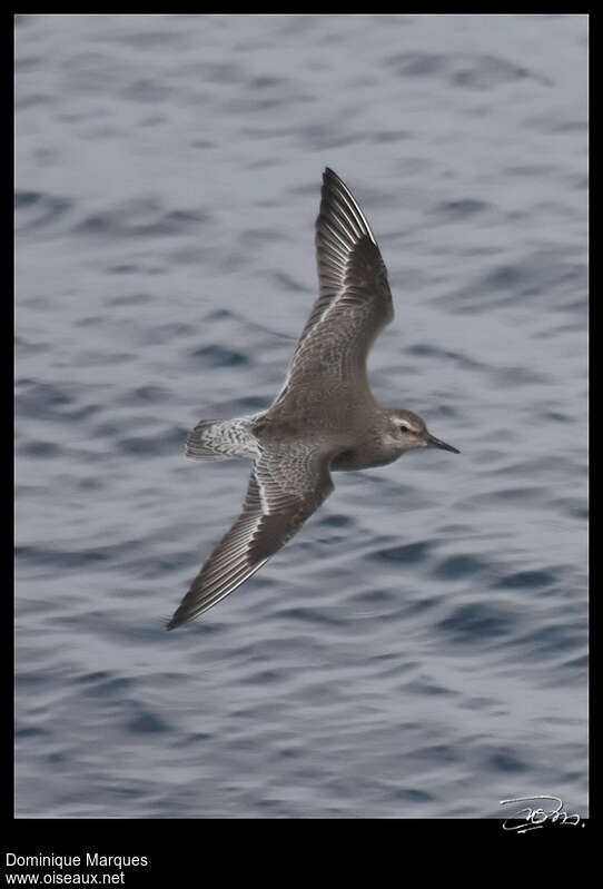 Red Knotjuvenile, Flight