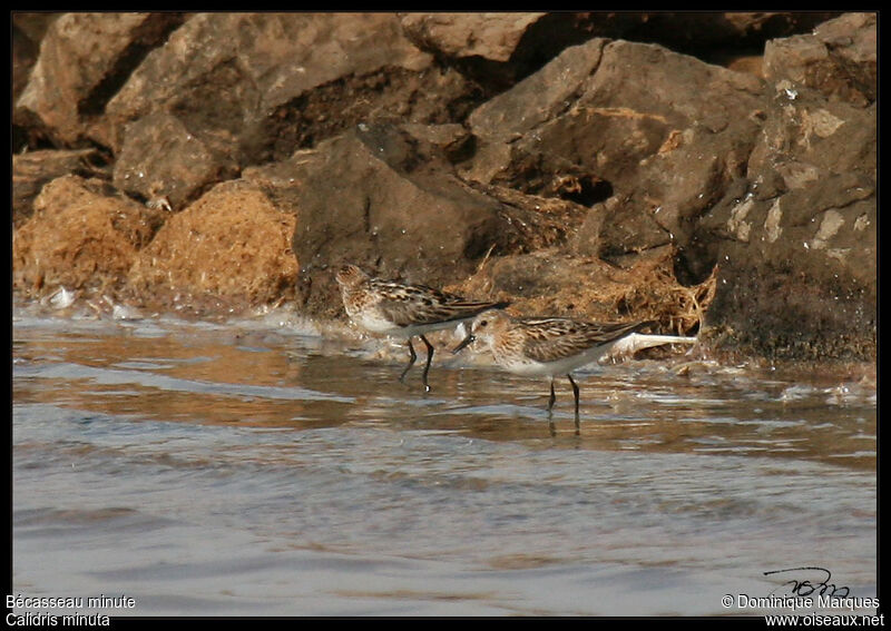 Little Stintadult breeding