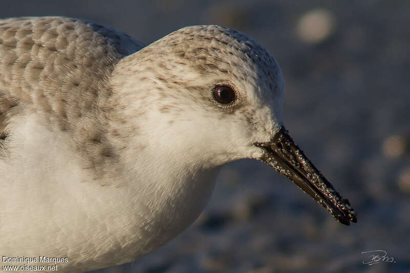 Sanderlingadult post breeding, close-up portrait