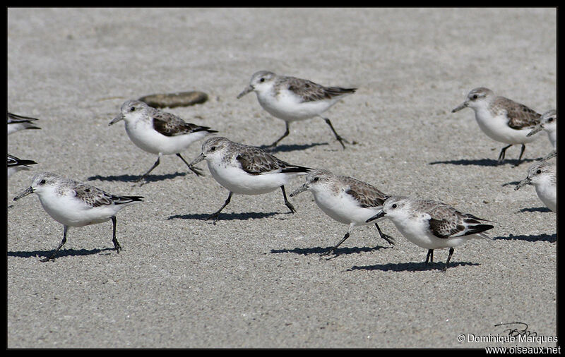 Sanderlingadult post breeding