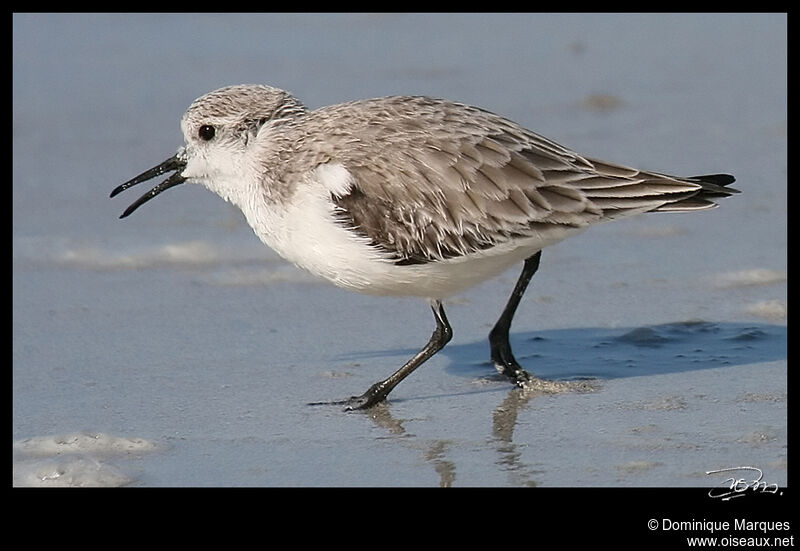 Sanderlingadult post breeding, identification