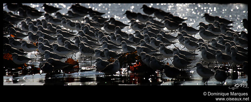 Sanderling, Behaviour