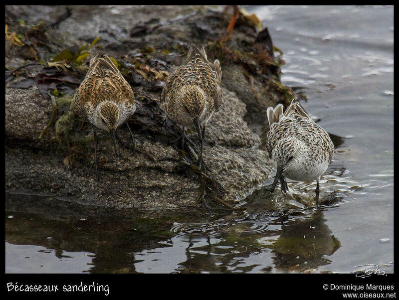 Sanderlingadult breeding, identification