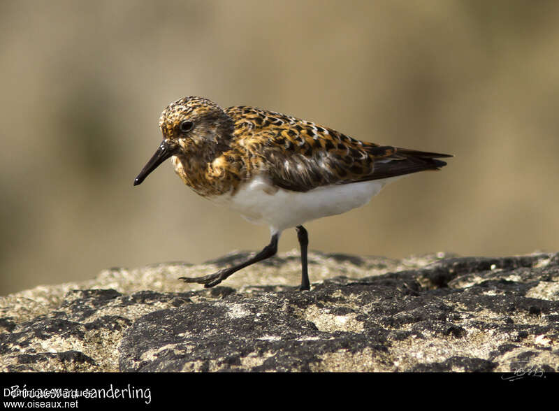 Sanderlingadult breeding, identification