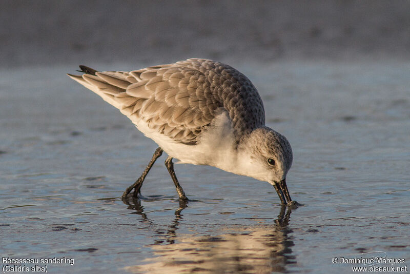 Sanderlingadult post breeding, identification, Behaviour