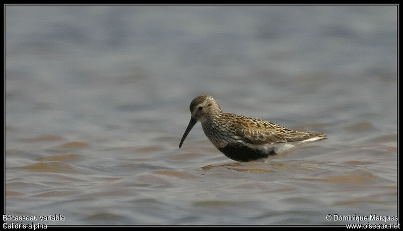 Bécasseau variable1ère année, identification