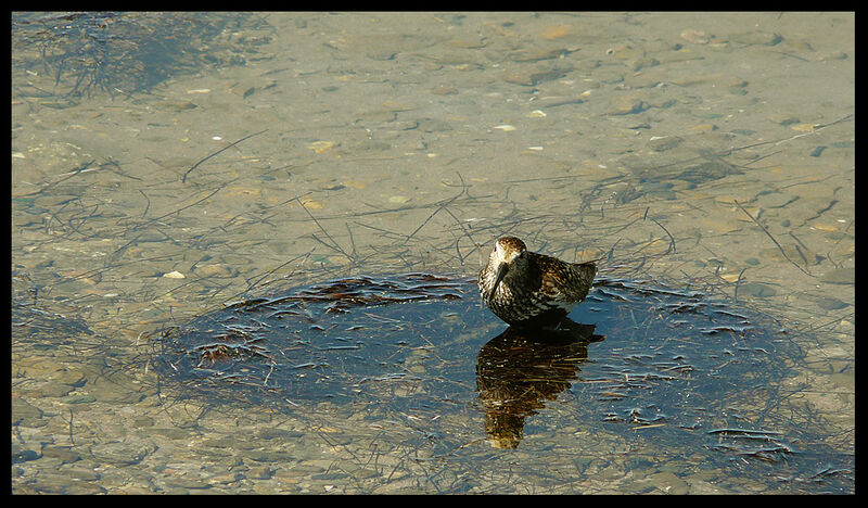 Bécasseau variableadulte nuptial, identification