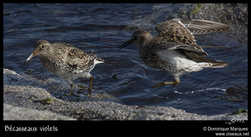 Purple Sandpiperadult breeding, identification, Behaviour