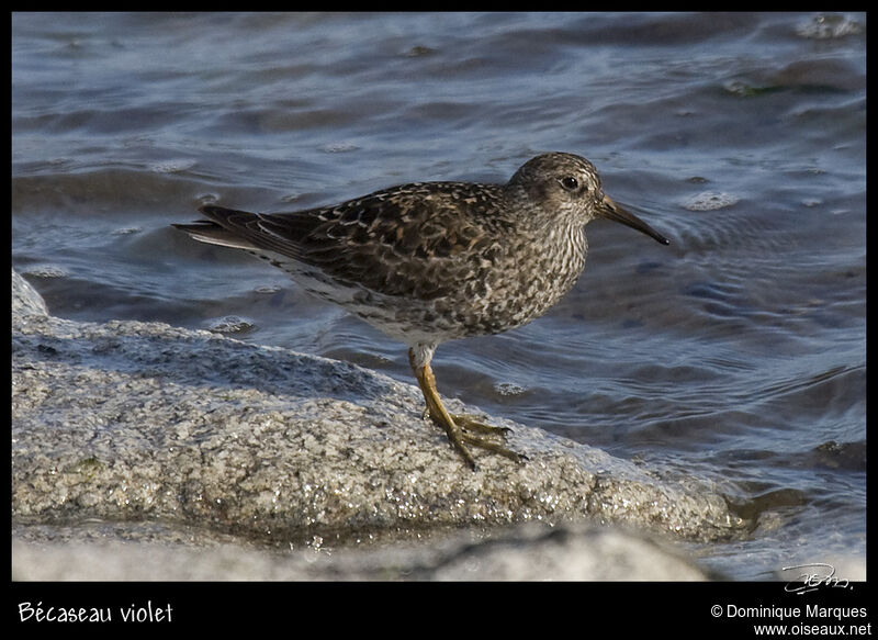 Bécasseau violetadulte nuptial, identification