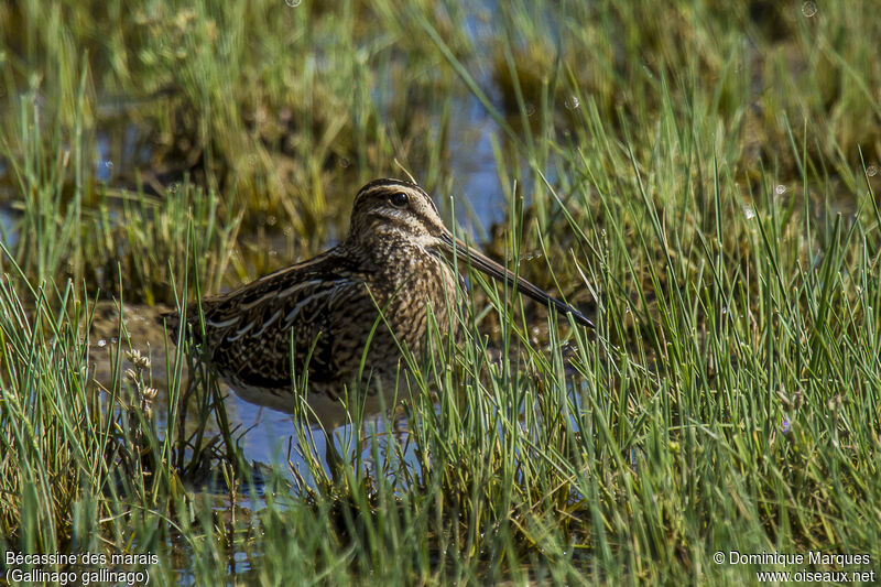 Common Snipeadult, identification