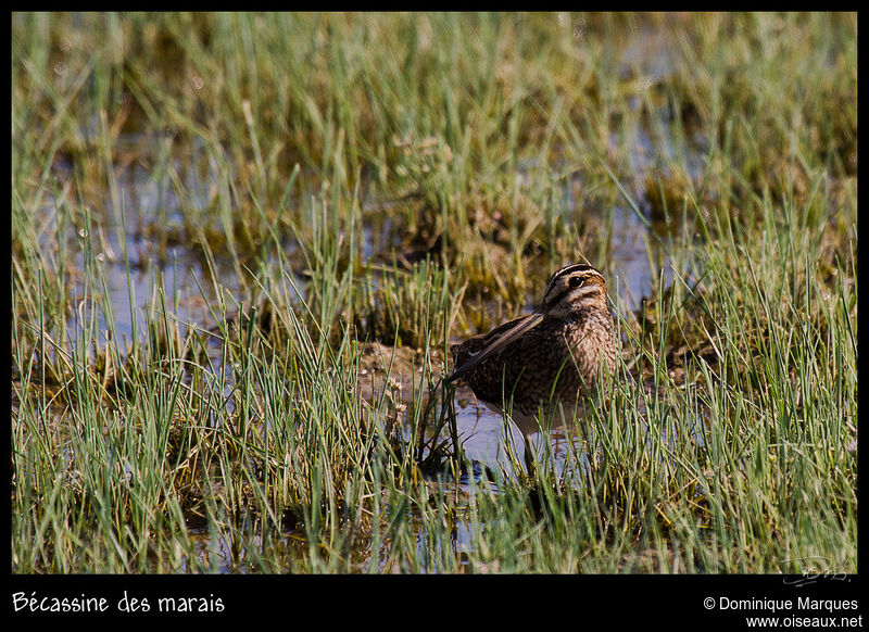 Bécassine des maraisadulte, identification