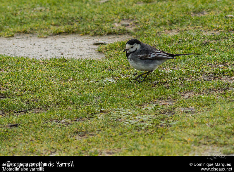 Bergeronnette de Yarrelladulte, identification