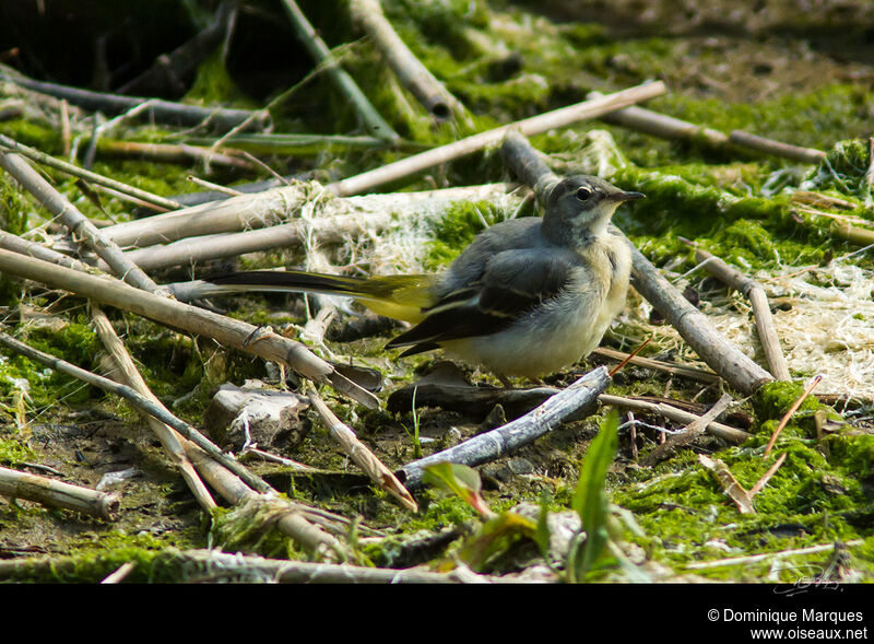 Grey Wagtailadult, identification, Behaviour