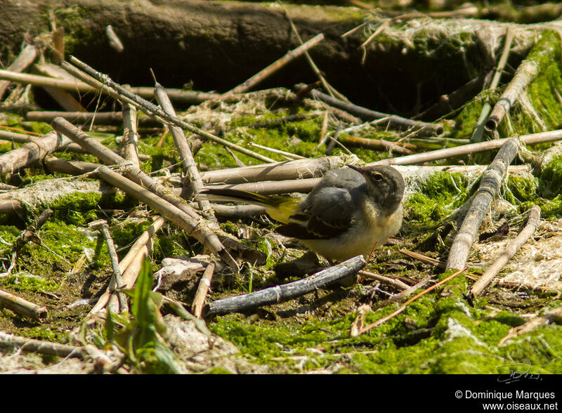 Grey Wagtailadult, identification, Behaviour