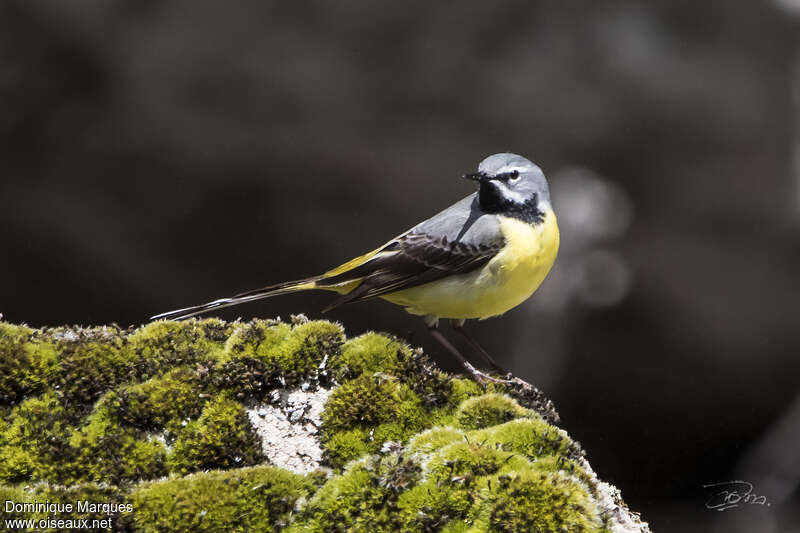 Grey Wagtail male adult breeding, identification