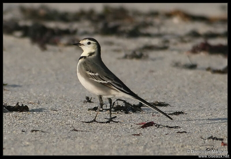 White Wagtail