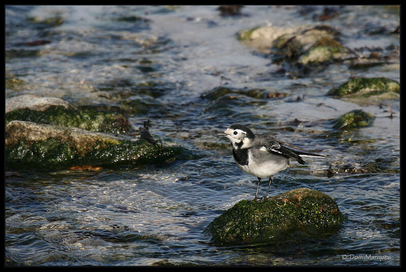 White Wagtail