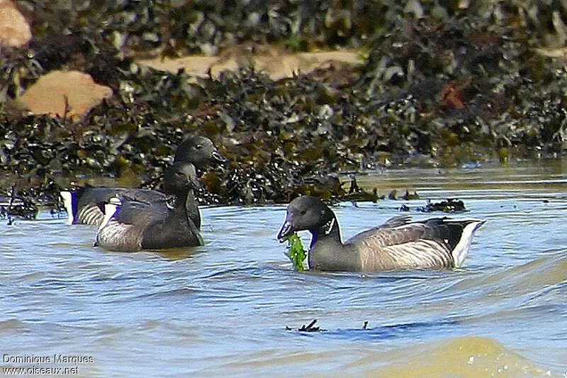 Brant GooseFirst year, feeding habits