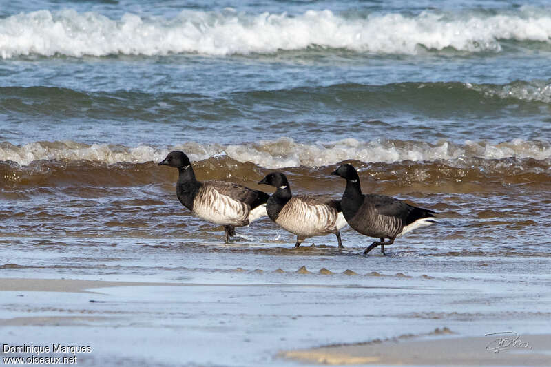 Brant Gooseadult