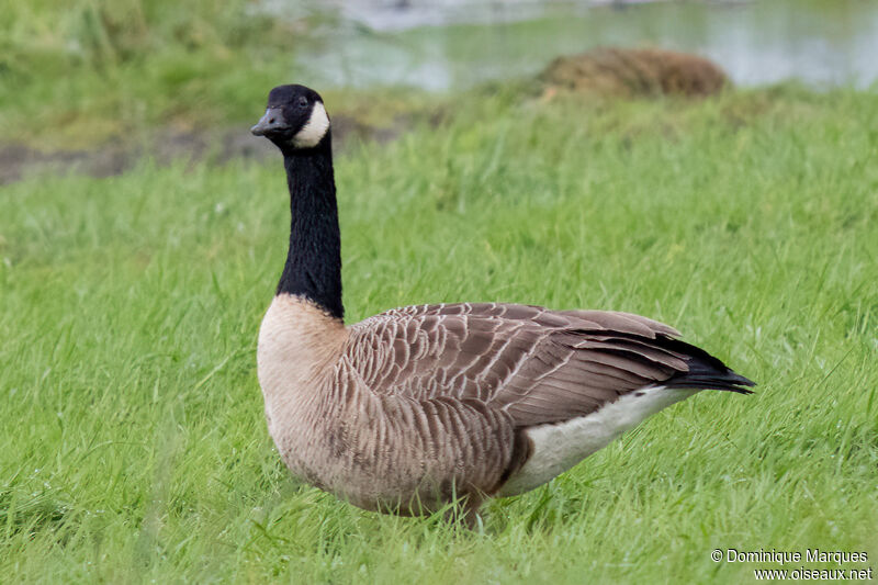 Cackling Gooseadult, identification