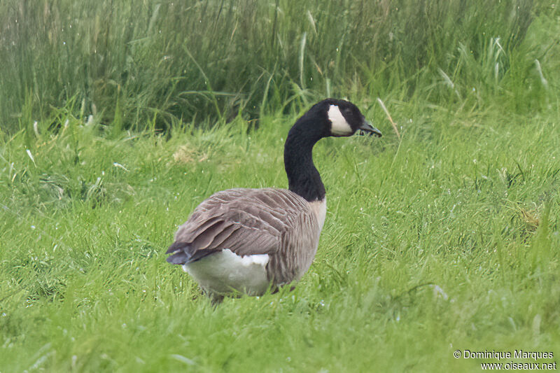 Cackling Goose