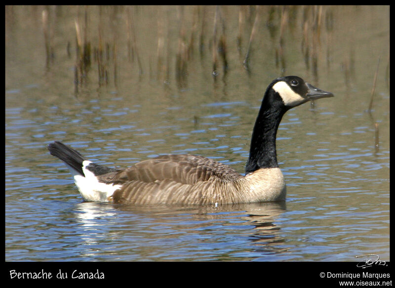 Bernache du Canadaadulte, identification